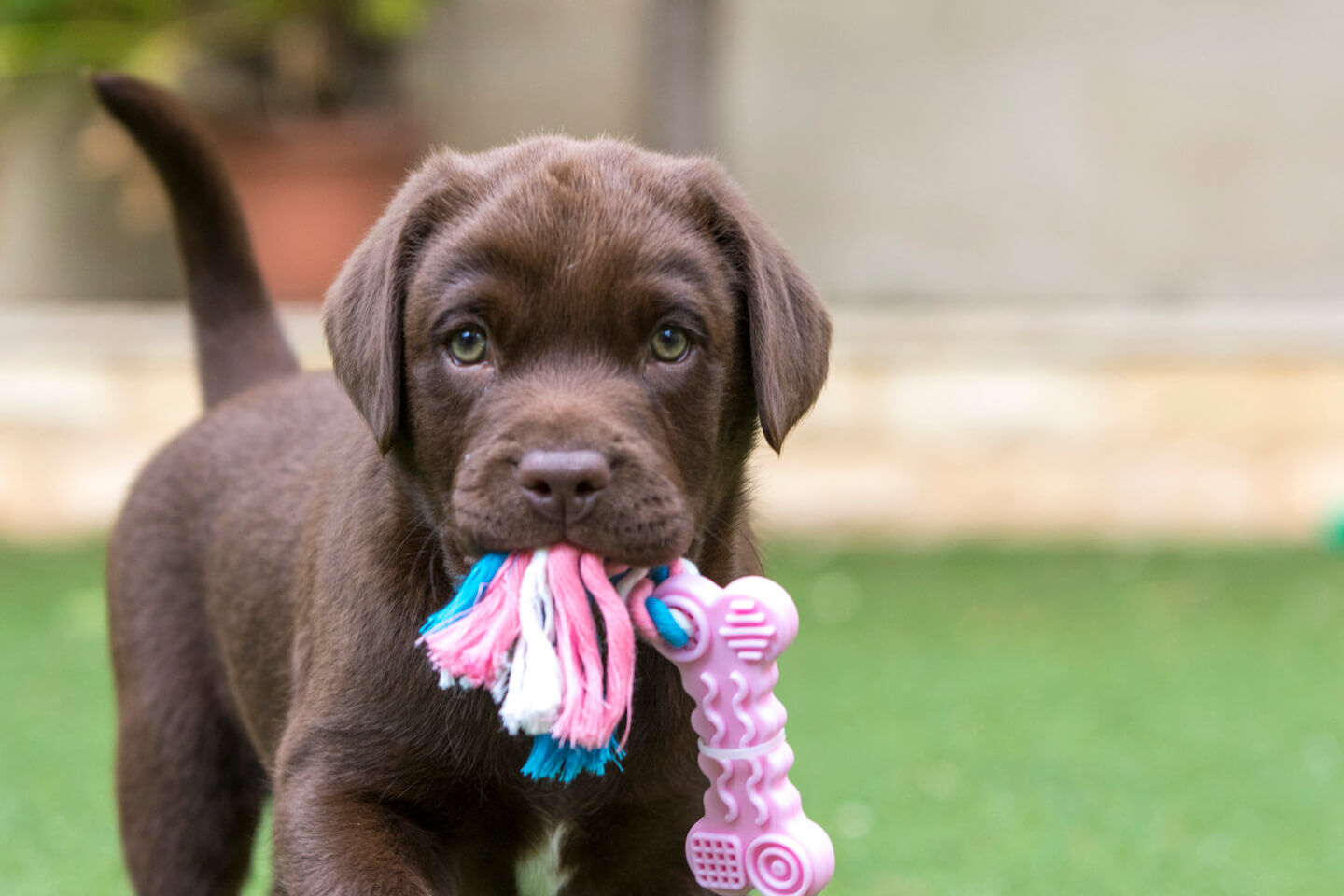 Come prepararsi all&rsquo;arrivo di un cucciolo di 40 giorni in casa?