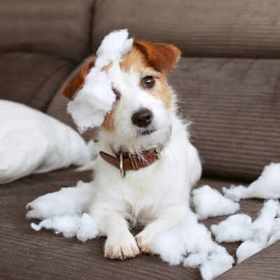 Image Link For QUANDO I CUCCIOLI SMETTONO DI MORDERE E COME RISOLVERE IL PROBLEMA?