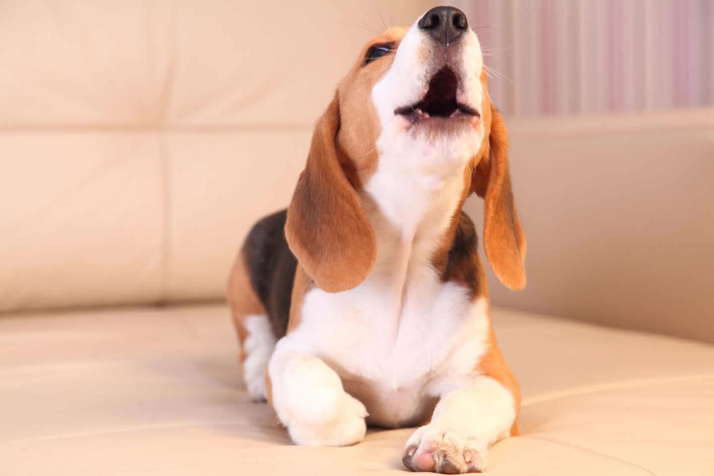 Come insegnare al cane a non abbaiare