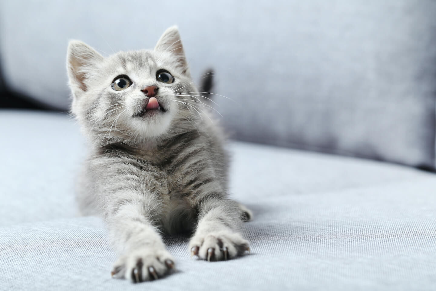 Come svezzare un gattino: tutto ci&ograve; che bisogna sapere