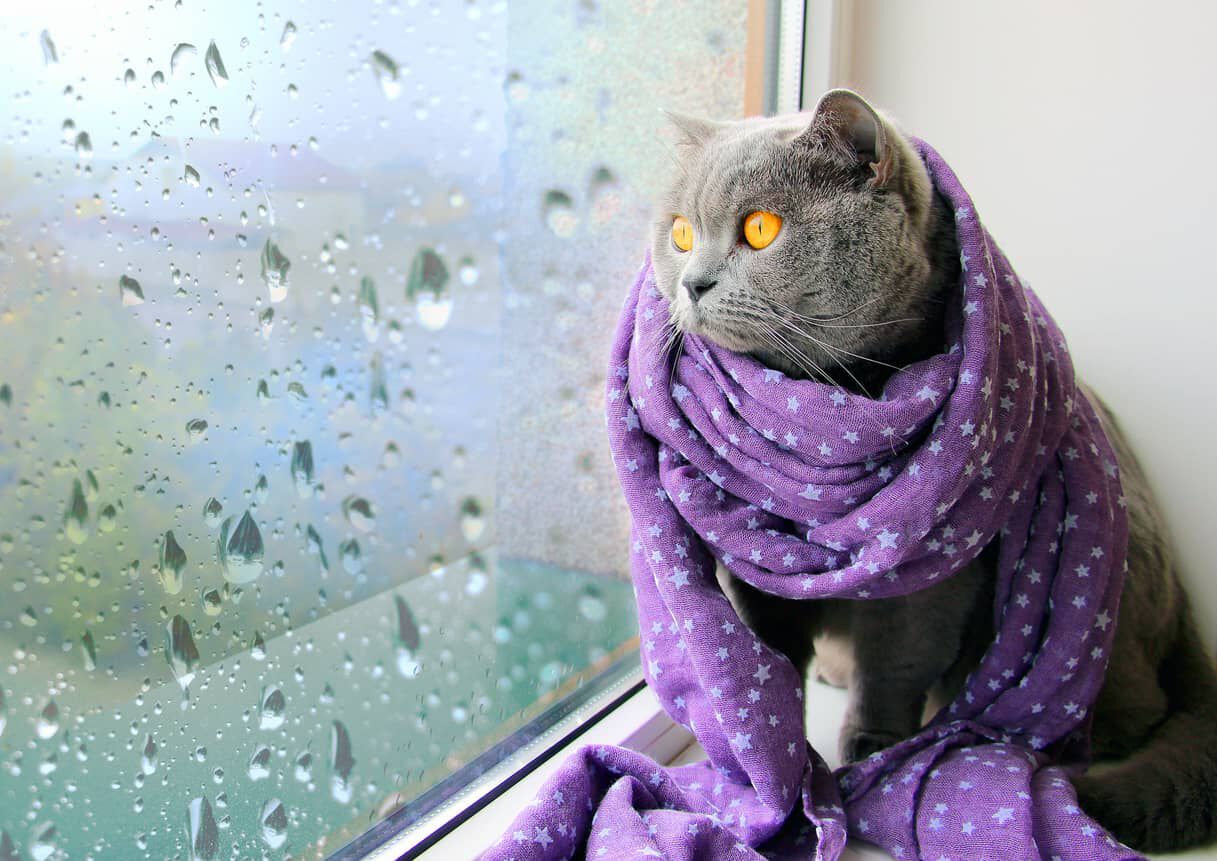 COME SI COMPORTA UN GATTO PRIMA E DOPO LA PIOGGIA? 