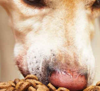 Image Link For Alimentaci&oacute;n equilibrada - Perro