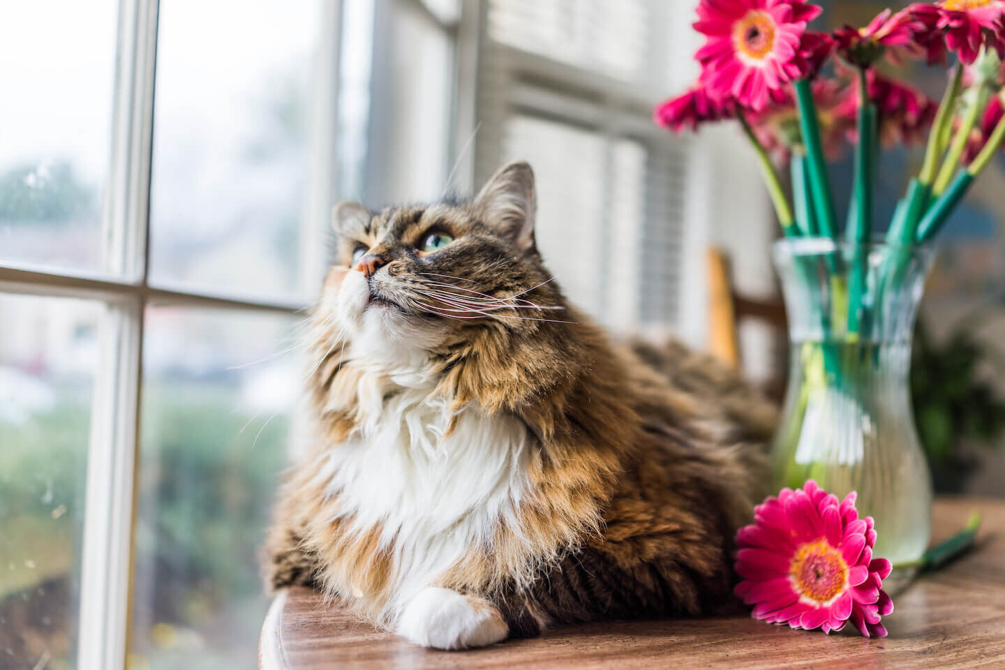 Cosa &egrave; la palla di pelo del gatto?
