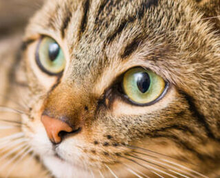 Image Link For L&rsquo;importanza degli omega 6 per i gatti e i cani