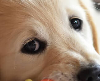 Image Link For Consigli utili per accogliere un cane in casa