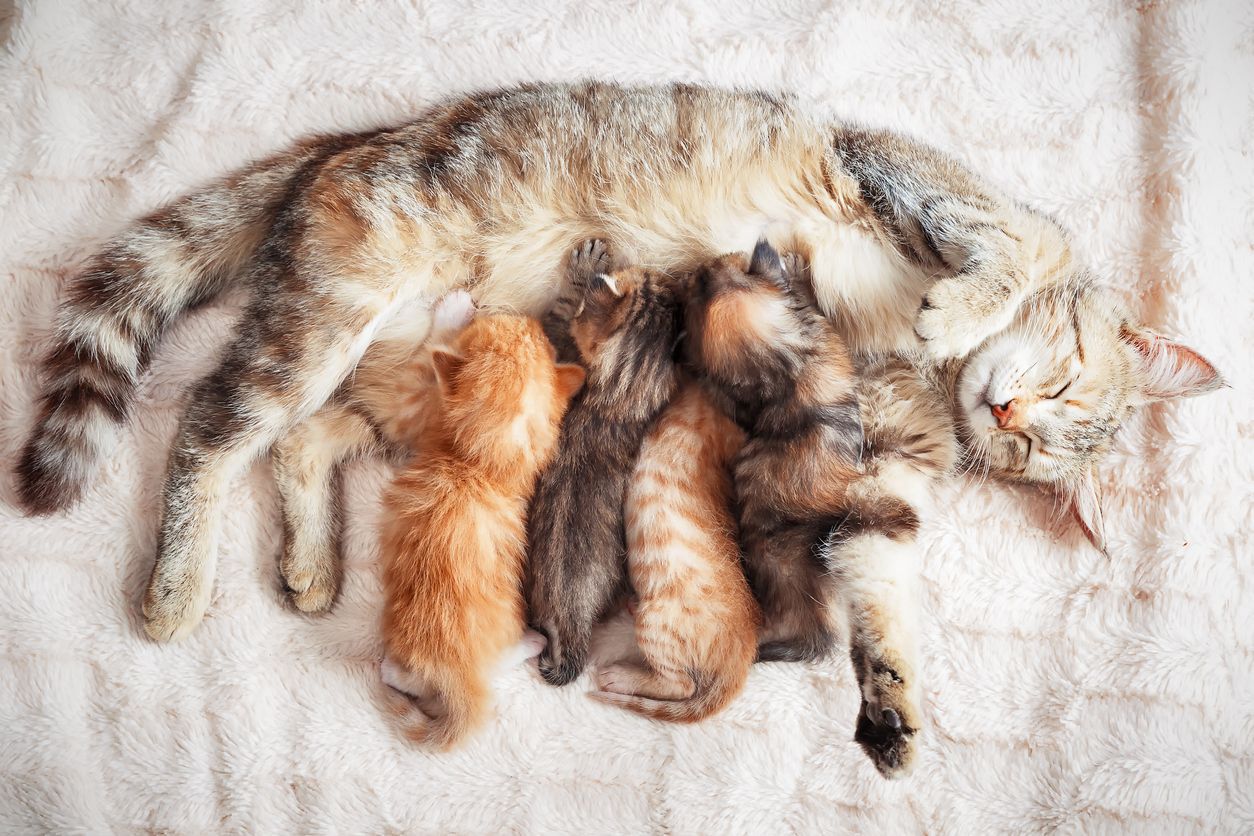 Weaning kittens: how and when it happens 