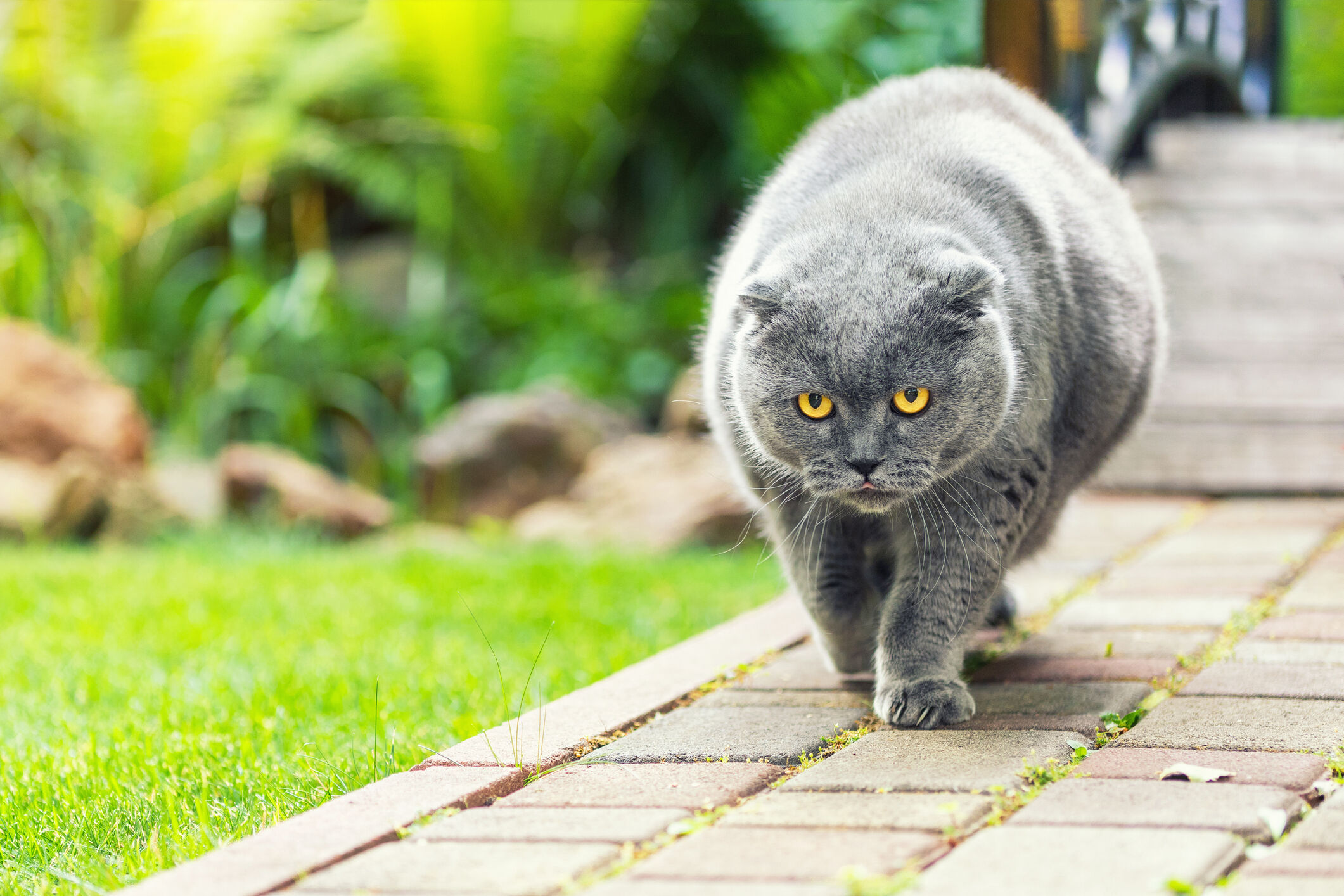 Image Link For Trucchi e soluzioni per non far scappare il gatto dal giardino