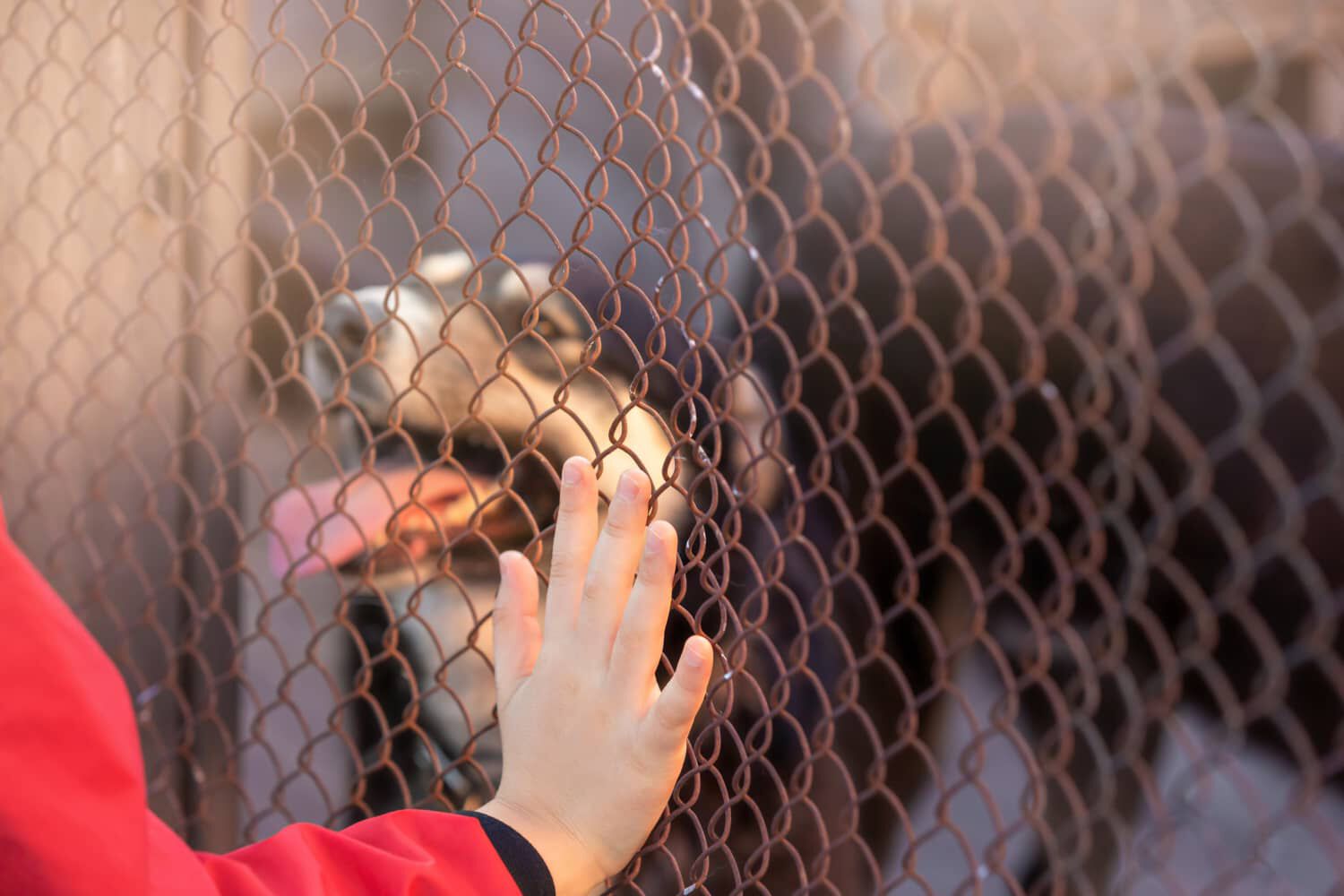 COSA SAPERE PRIMA DI ADOTTARE UN CANE