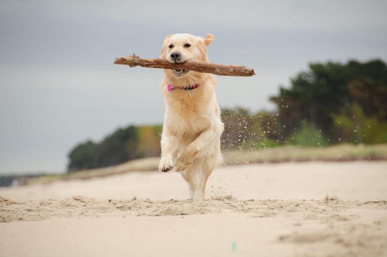 PORTARE IL CANE IN SPIAGGIA: COME FARE?