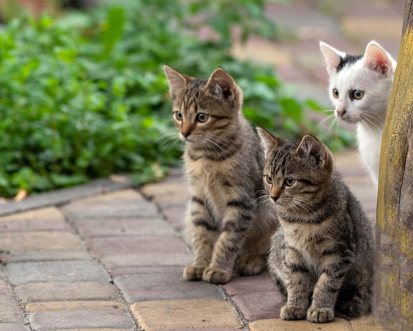 Come addomesticare un gattino selvatico? 