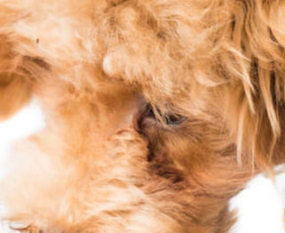 Image Link For Le patate nell&rsquo;alimentazione del cane 