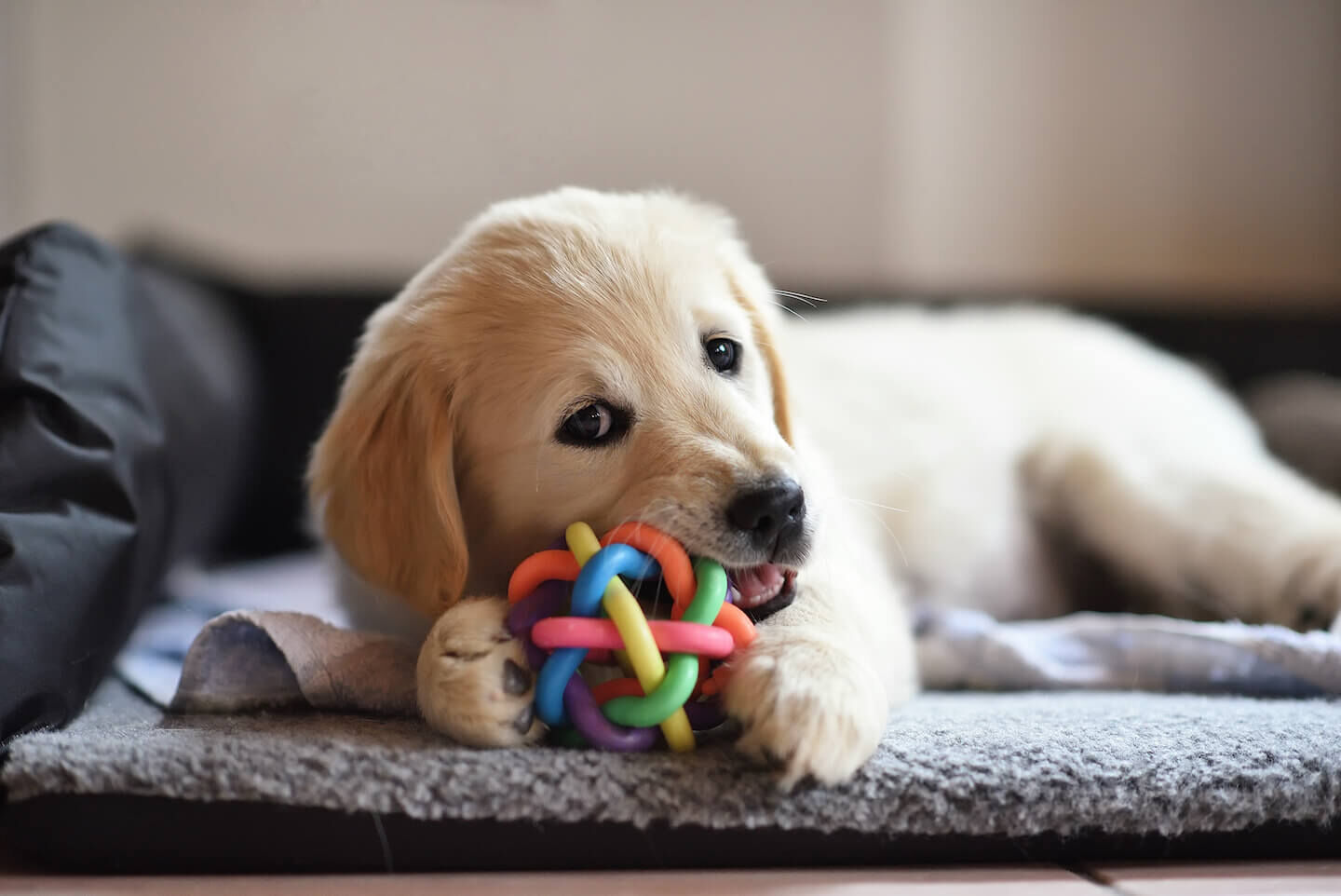 Consigli utili per accogliere un cane in casa