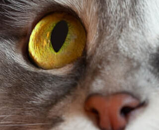 Image Link For Il gatto che si nasconde