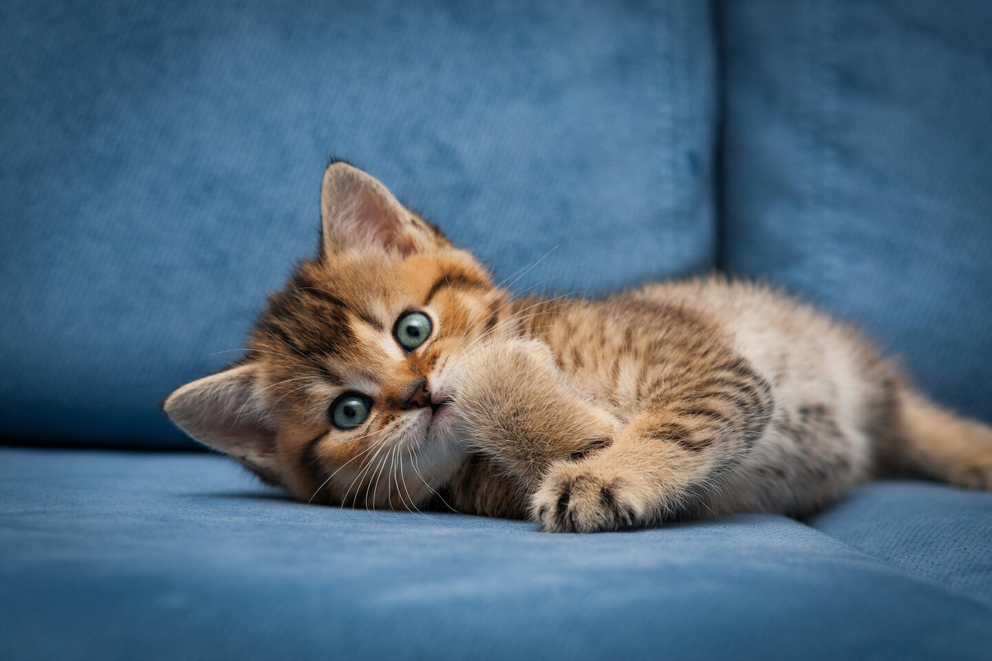 Perch&eacute; il gatto fa la pasta