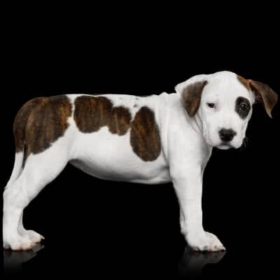 Image Link For Come interpretare la tabella peso cuccioli cane