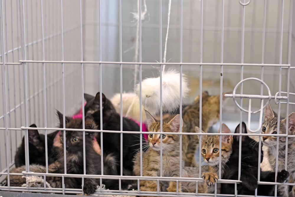 Come, quando adottare un gatto: quali costi una volta adottato?