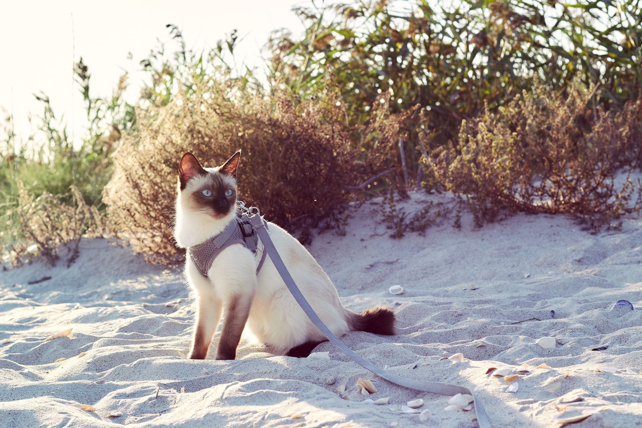 PORTARE IL GATTO IN SPIAGGIA: REGOLE E CONSIGLI