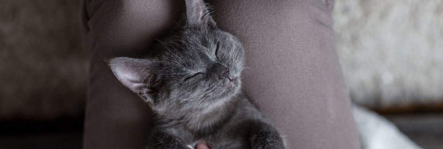 Come rendere i gatti pi&ugrave; affettuosi