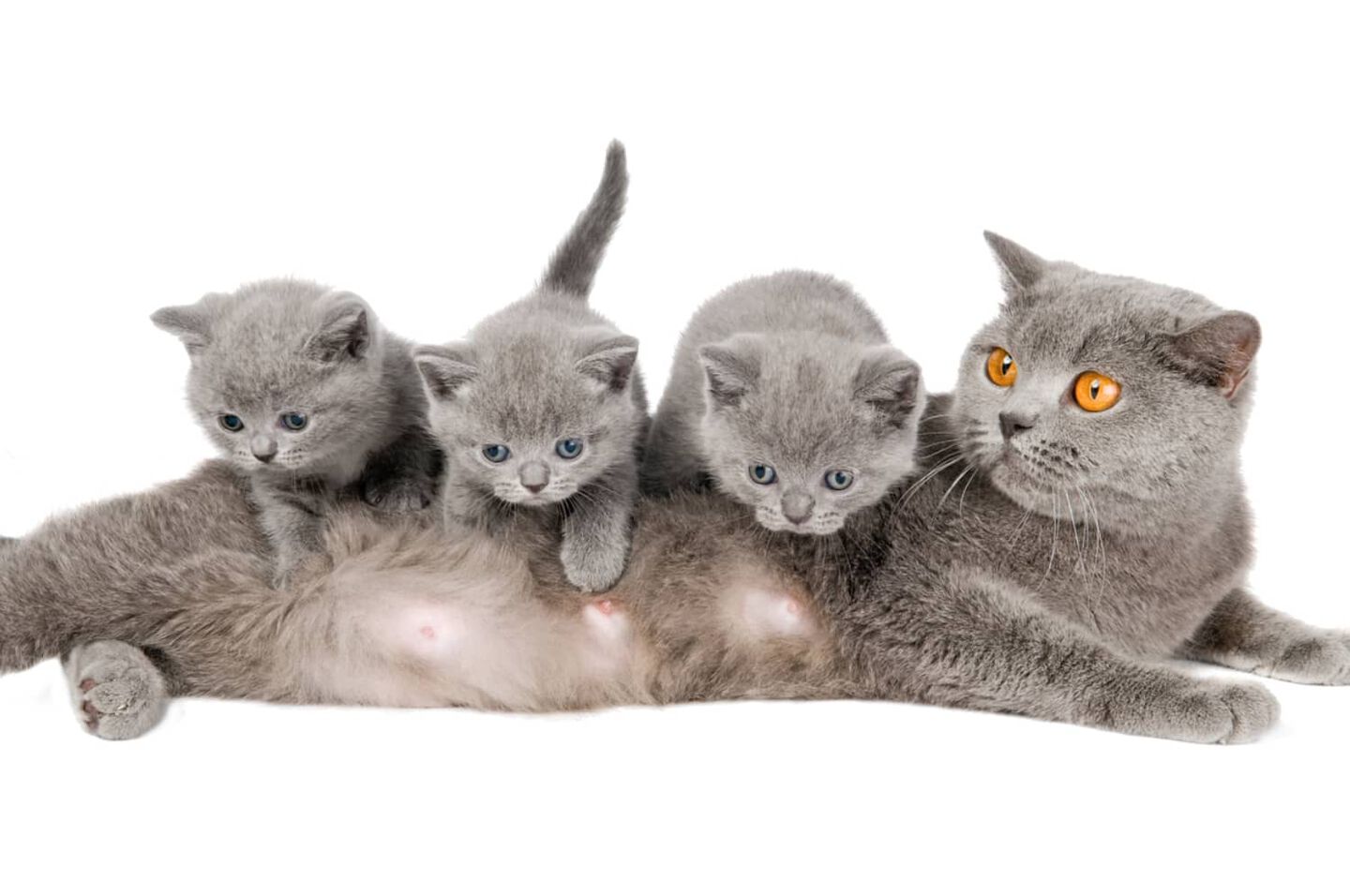Svezzamento nei gattini: quando e come avviene