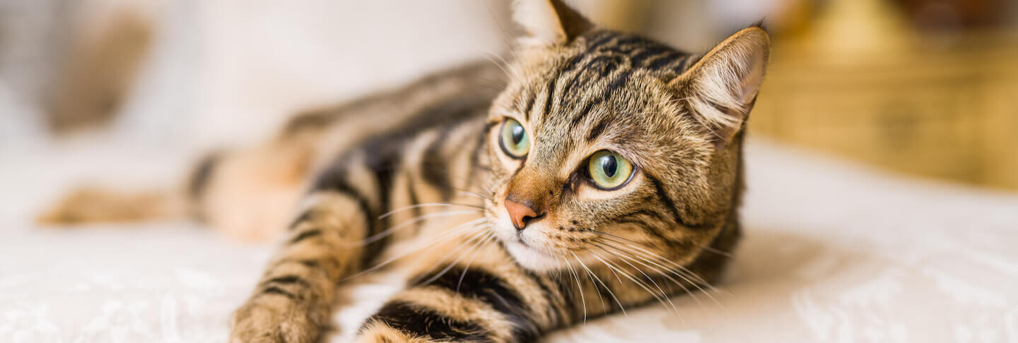 L&rsquo;importanza degli omega 6 per i gatti e i cani