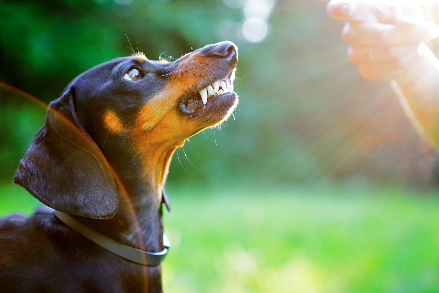 Cosa fare quando il cane ringhia al padrone.