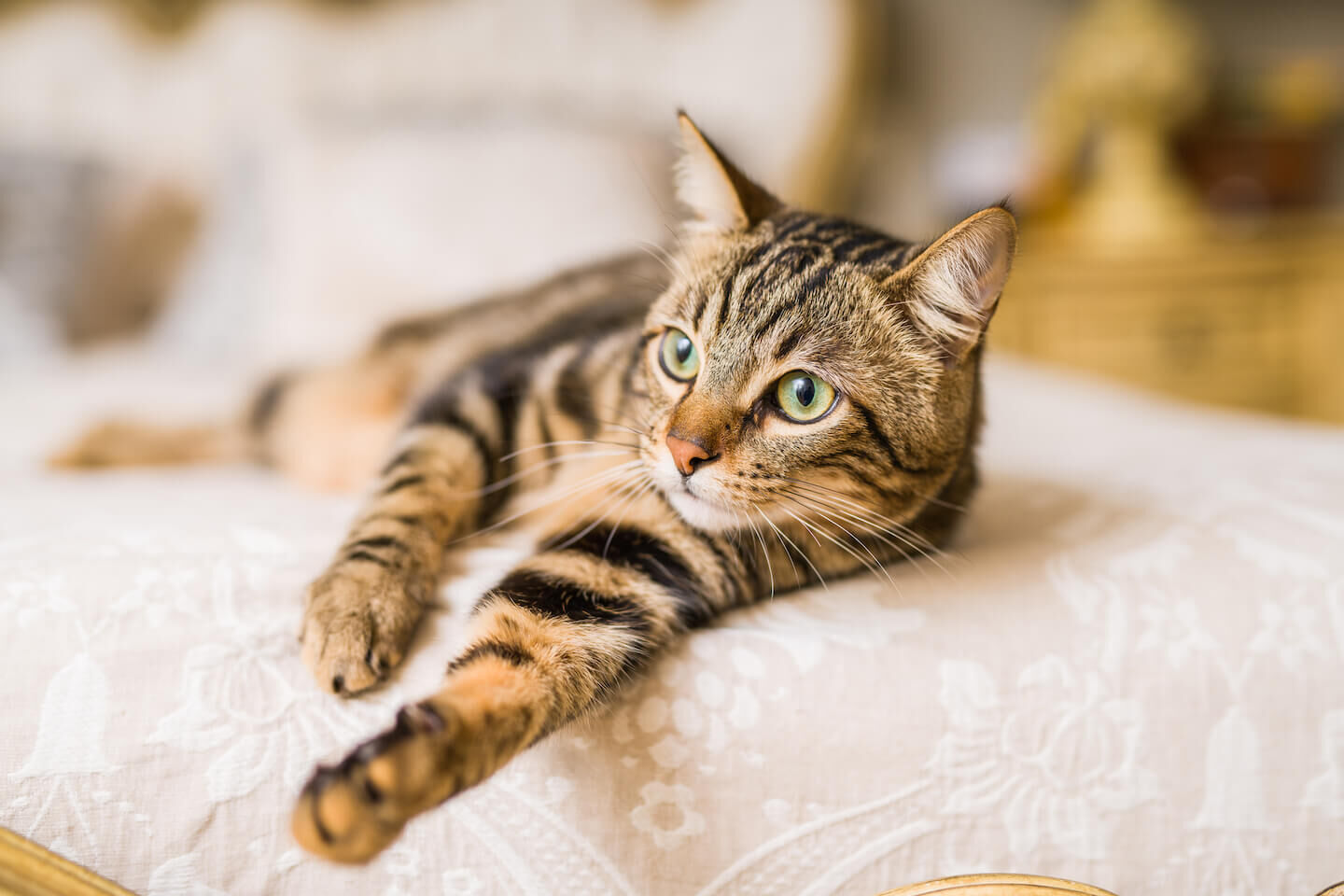L&rsquo;importanza degli omega 6 per i gatti e i cani