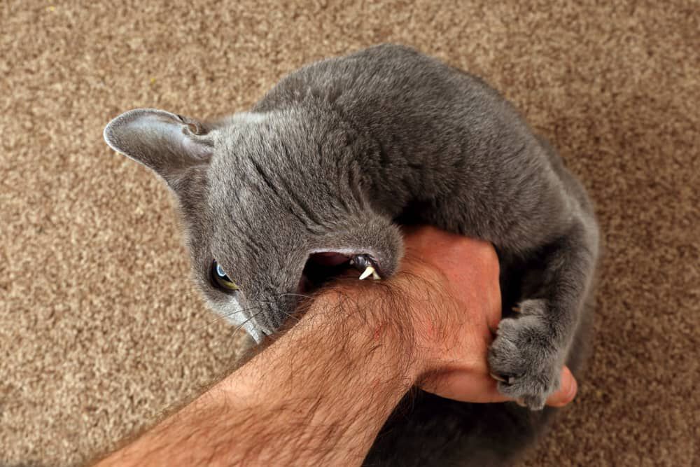 Perch&egrave; il gatto fa l'agguato? 