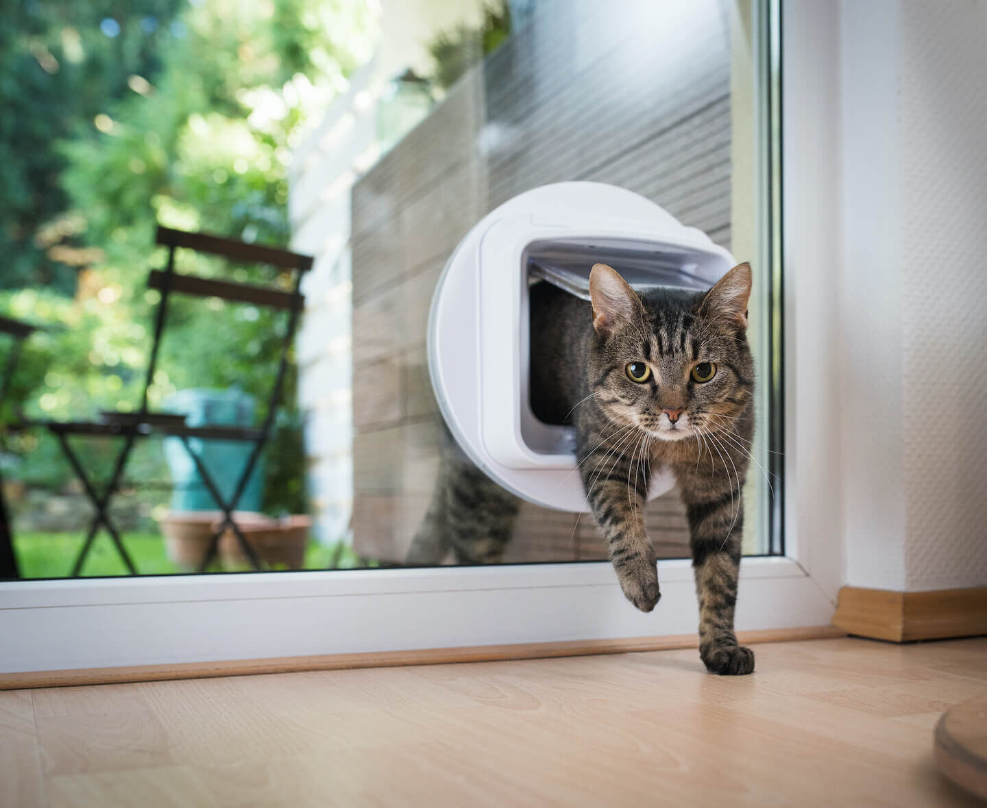 Gatti in giardino: l&rsquo;eterno dilemma dei proprietari
