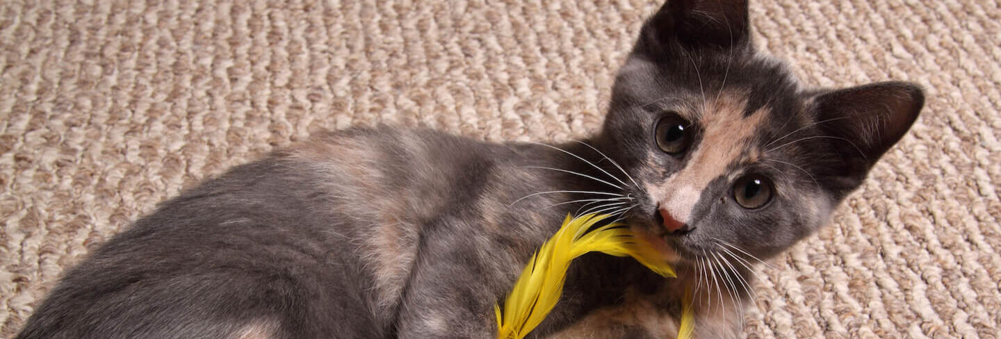 Giocare con un gattino: idee e suggerimenti