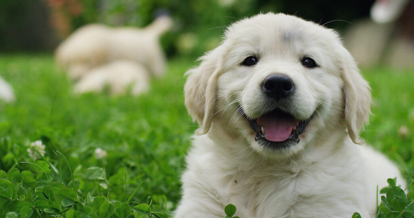Cosa rende i  cani felici?