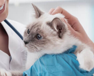 Image Link For Tutto ci&ograve; che bisogna sapere sul vaccino per il gatto
