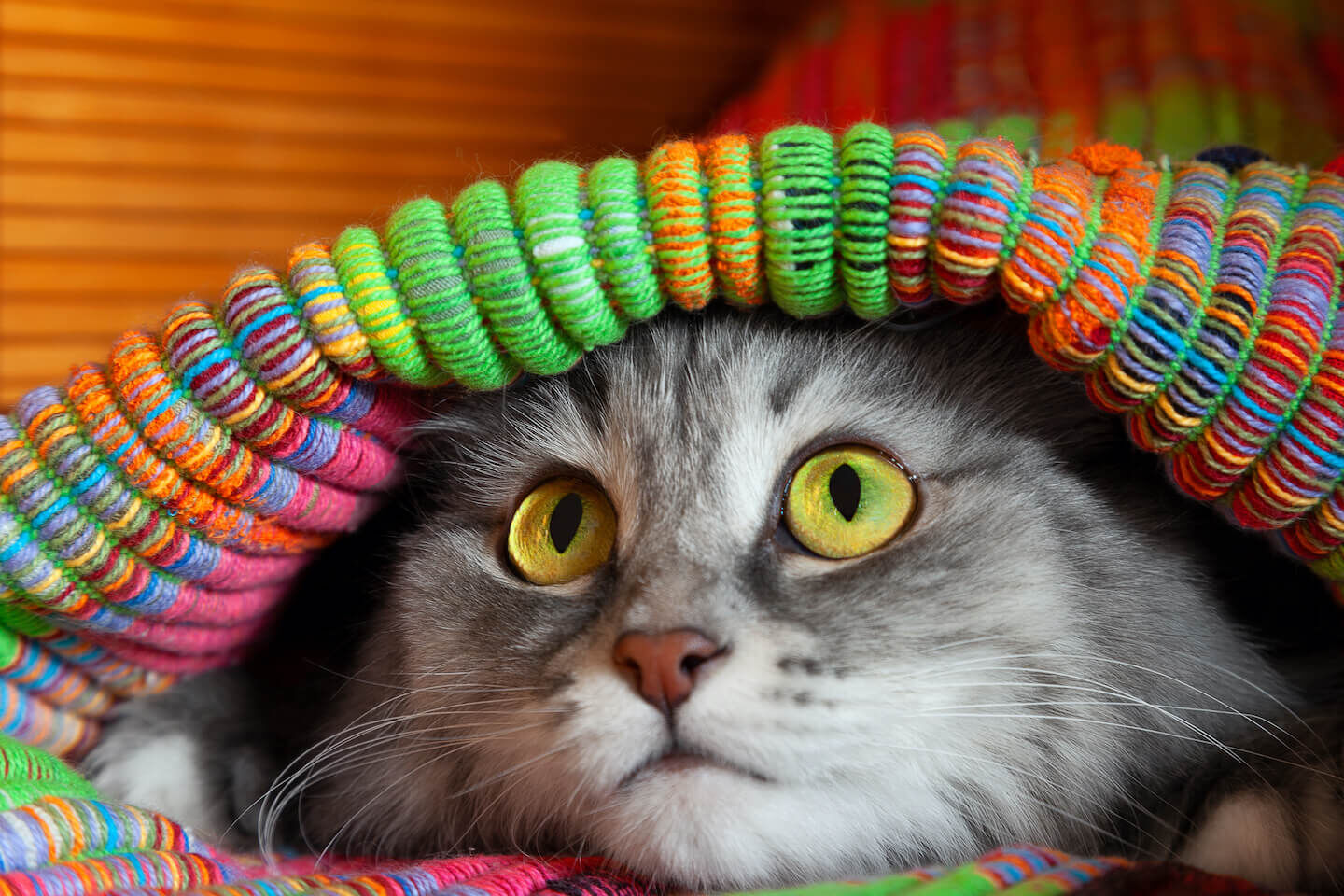 Il gatto che si nasconde