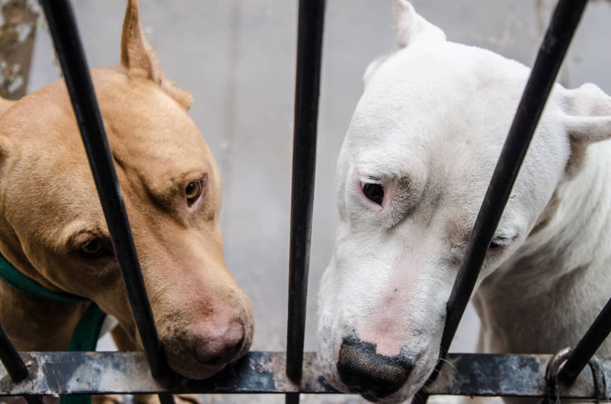 ADOTTARE UN CANE: COSA BISOGNA SAPERE