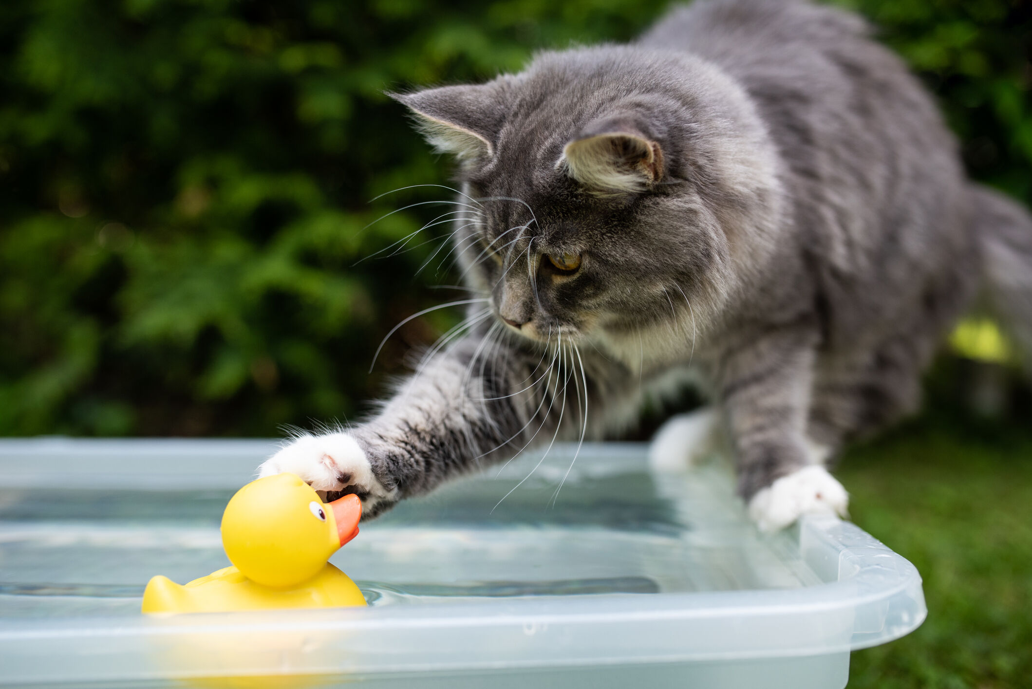 Image Link For &iquest;CON QU&Eacute; JUEGAN LOS GATOS CUANDO EST&Aacute;N SOLOS EN CASA?