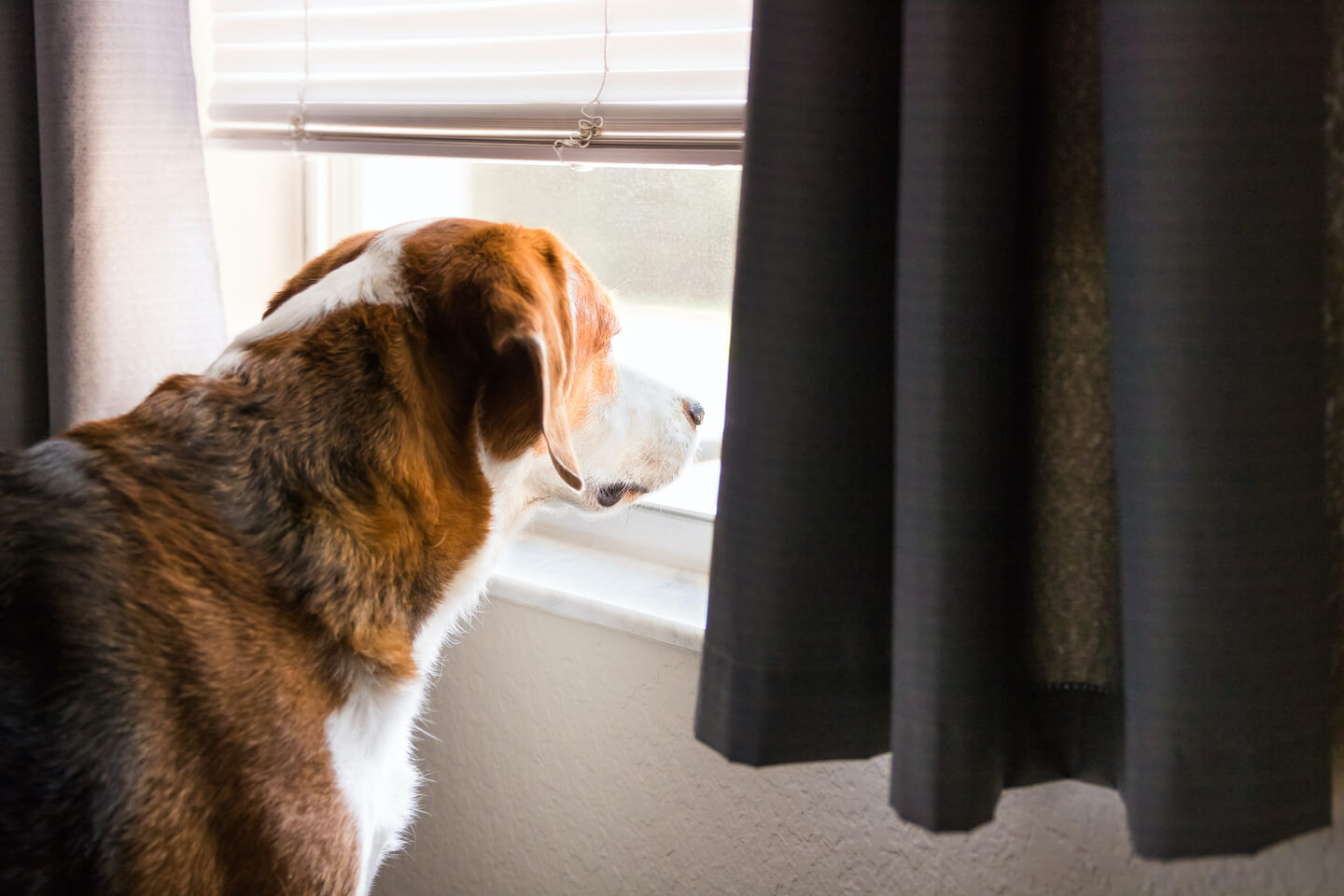 Perch&eacute; un cane gira per casa