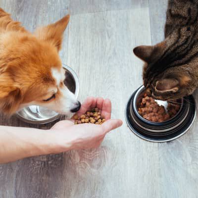 LA CORRETTA ALIMENTAZIONE DEL GATTO