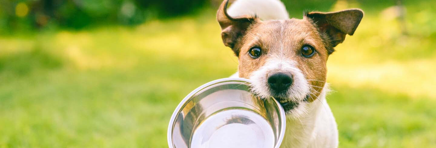 Ingredienti adeguati per l&rsquo;alimentazione del cane