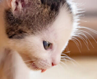 Image Link For Quanto deve mangiare un gattino di un mese?