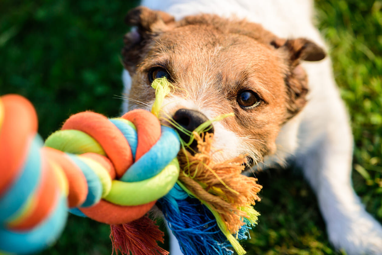 My first dog: how do I choose suitable food?