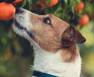 Image Link For Si pu&ograve; dare la frutta al cane?