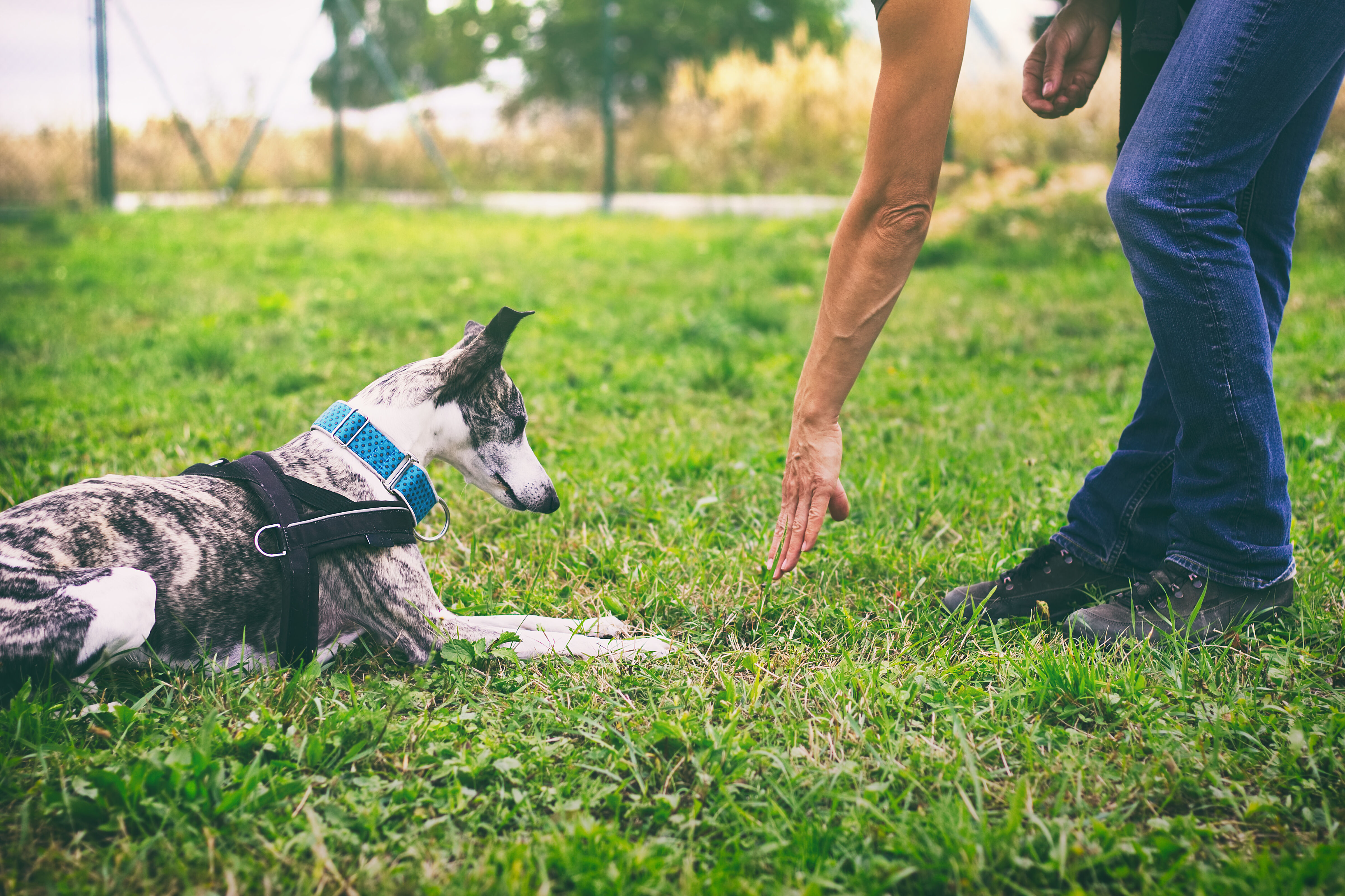 Come addestrare il nostro cane