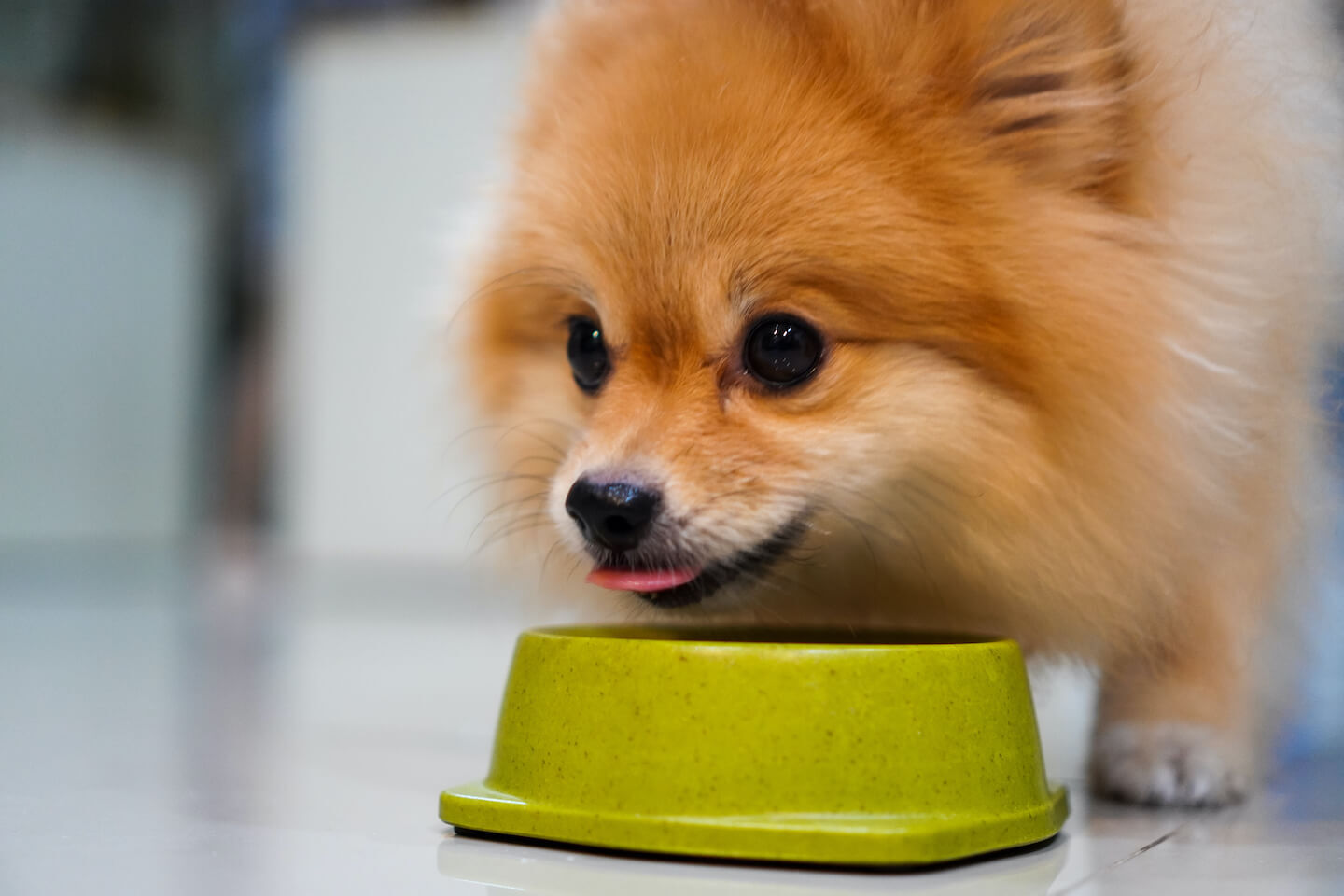 Miglior cibo umido per cani