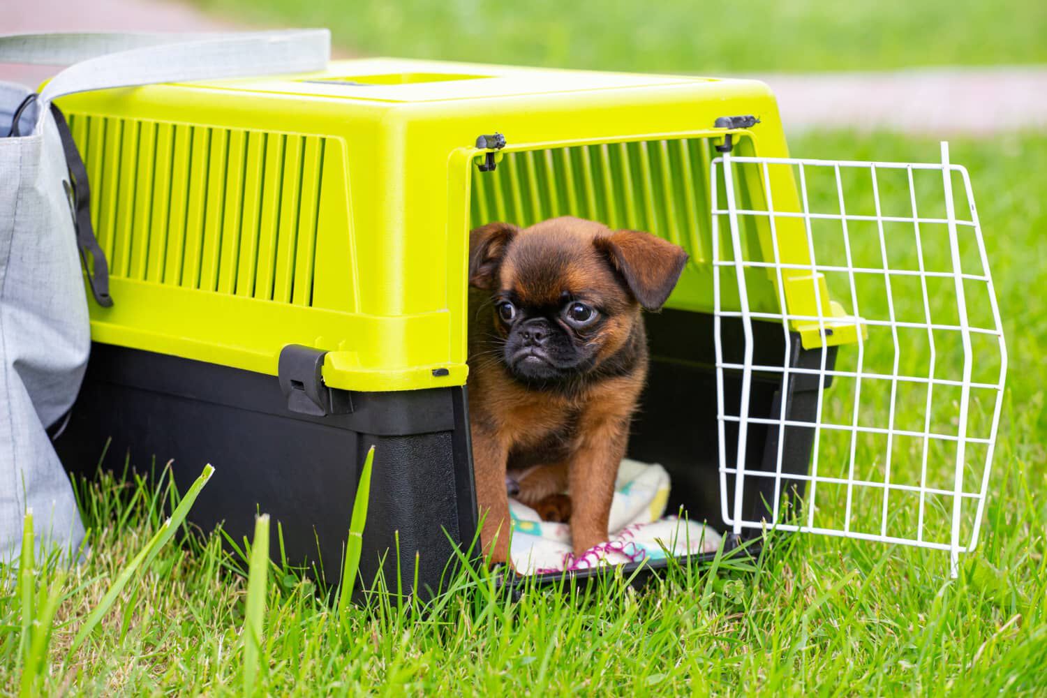 Come scegliere il trasportino da auto per cani