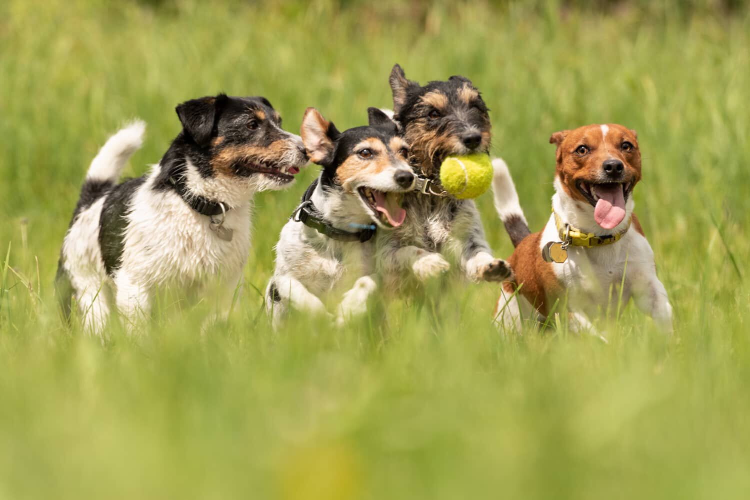 Cosa fare se hai un cane iperattivo 