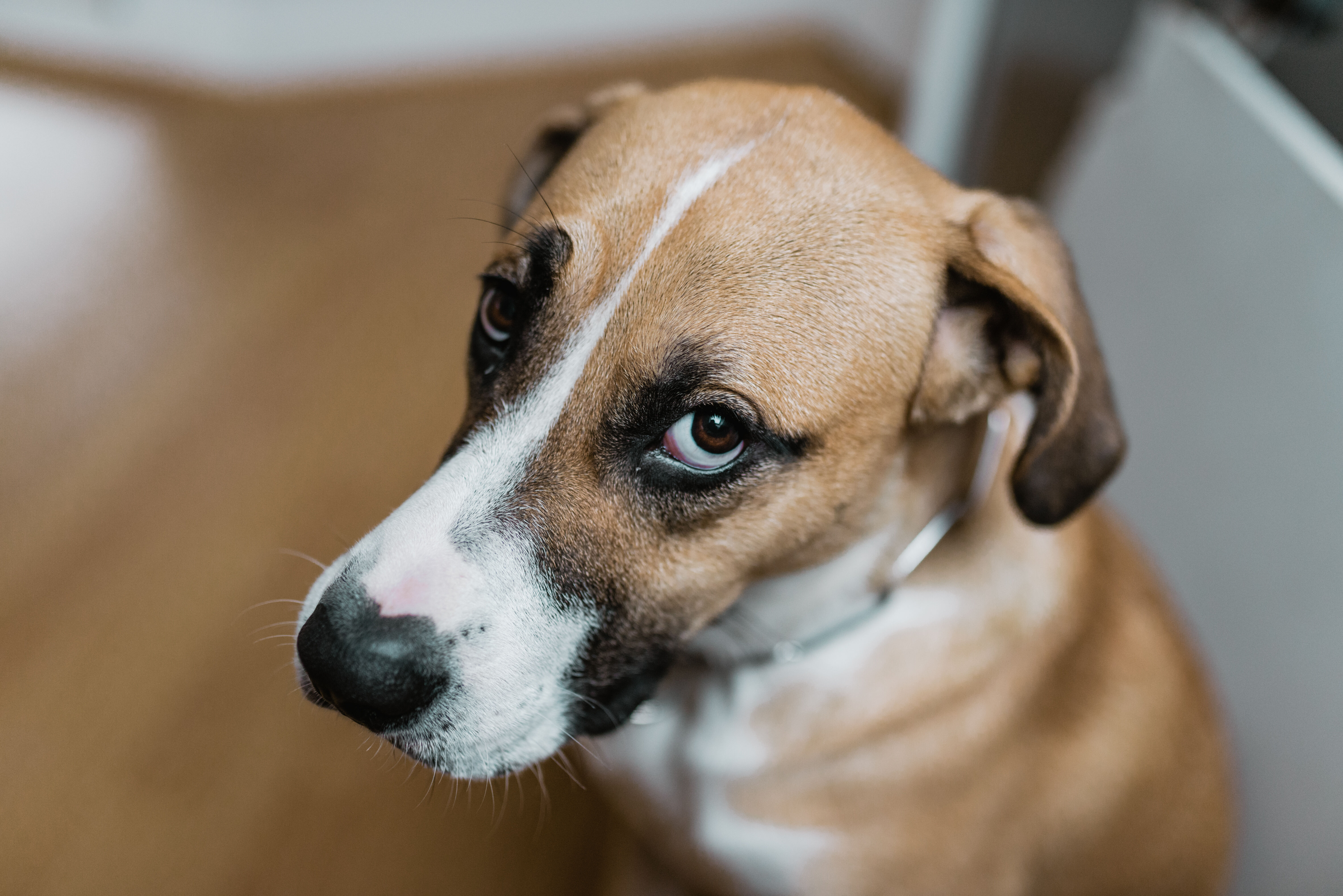 Il tuo cane ti sembra triste?
