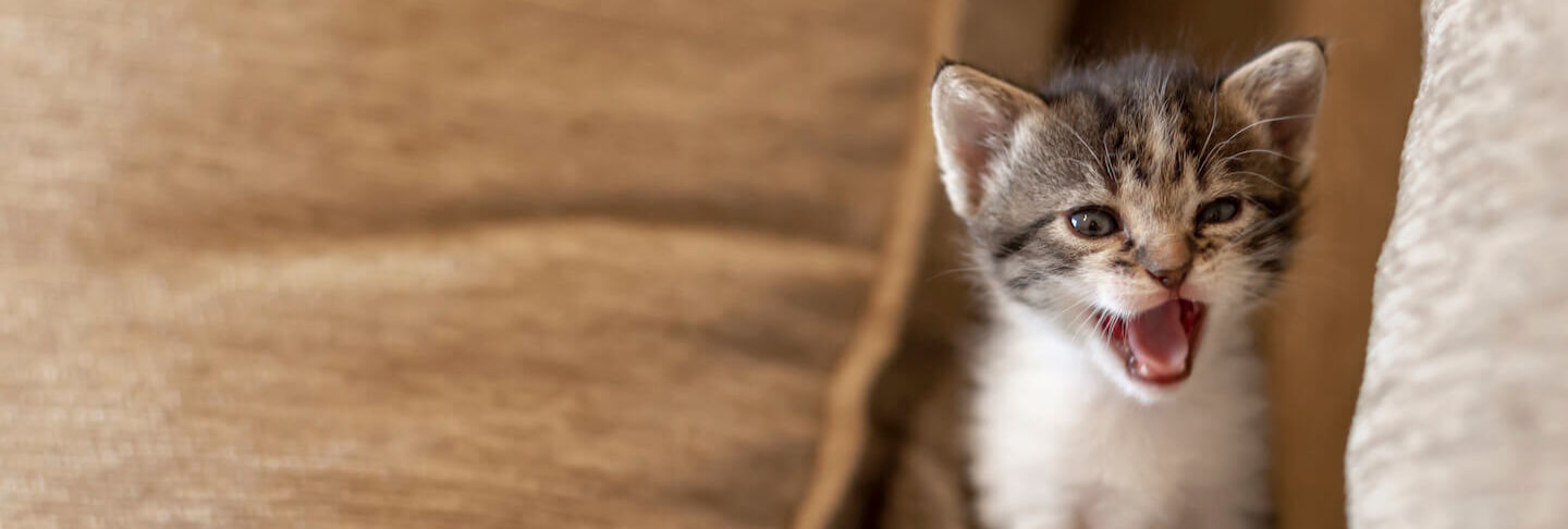 Il miagolio dei gatti: cosa vogliono dire 