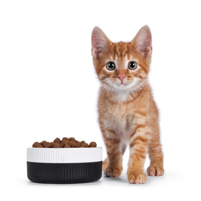 Cosa mangiano i gattini? 