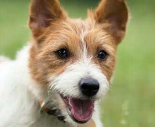 Image Link For Cosa bisogna sapere sul calore del cane