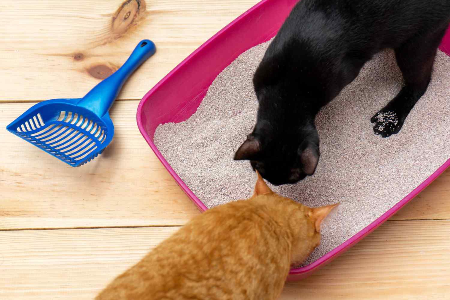 QUALI SONO LE CAUSE PER CUI UNA GATTA FEMMINA URINA FUORI DALLA LETTIERA?