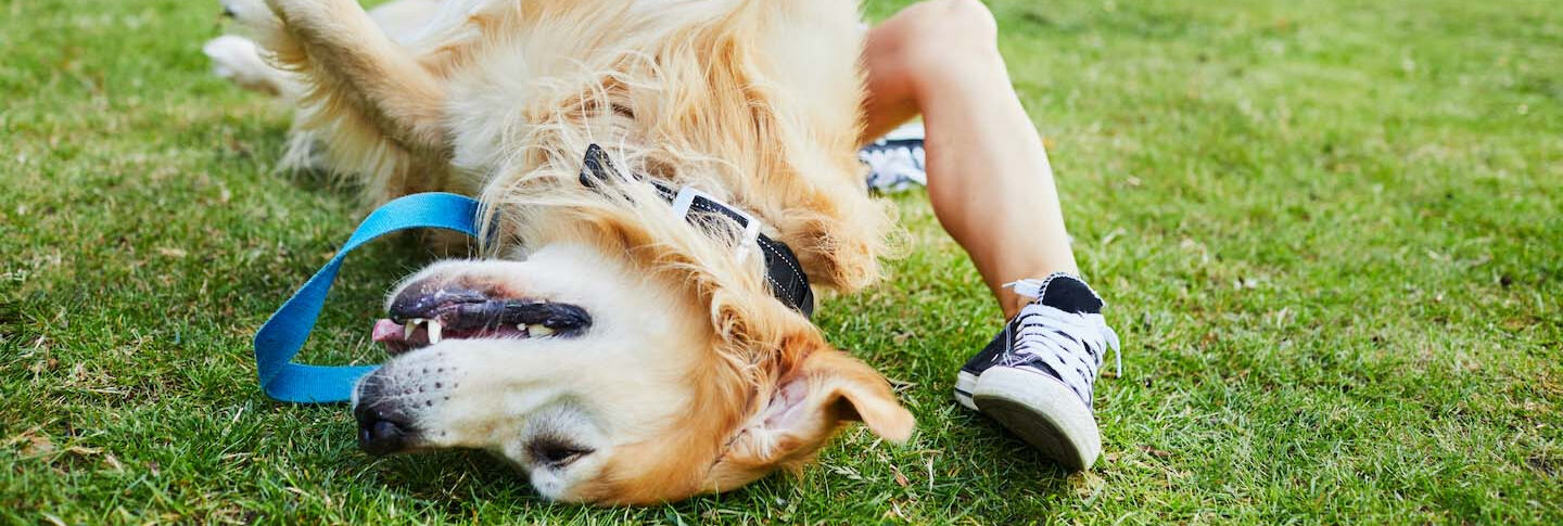I vantaggi di avere un cane
